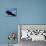 Bald Eagle Flying with a Fish, Kachemak Bay, Alaska, USA-Steve Kazlowski-Mounted Photographic Print displayed on a wall
