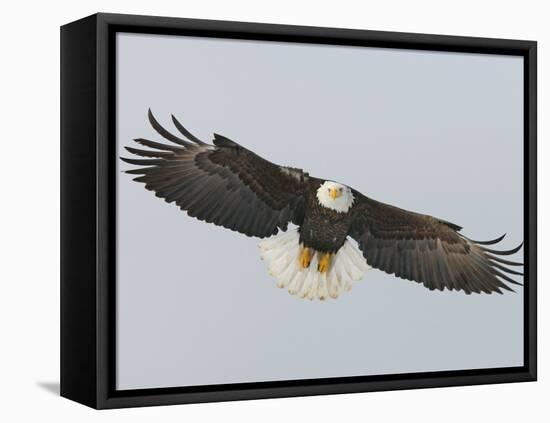 Bald Eagle Flying with Full Wingspread, Homer, Alaska, USA-Arthur Morris-Framed Stretched Canvas