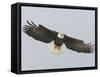 Bald Eagle Flying with Full Wingspread, Homer, Alaska, USA-Arthur Morris-Framed Stretched Canvas
