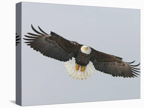 Bald Eagle Flying with Full Wingspread, Homer, Alaska, USA-Arthur Morris-Stretched Canvas