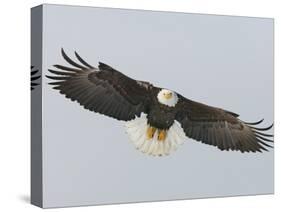 Bald Eagle Flying with Full Wingspread, Homer, Alaska, USA-Arthur Morris-Stretched Canvas