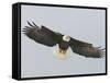 Bald Eagle Flying with Full Wingspread, Homer, Alaska, USA-Arthur Morris-Framed Stretched Canvas