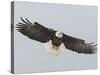 Bald Eagle Flying with Full Wingspread, Homer, Alaska, USA-Arthur Morris-Stretched Canvas