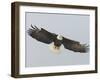 Bald Eagle Flying with Full Wingspread, Homer, Alaska, USA-Arthur Morris-Framed Premium Photographic Print