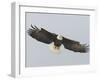 Bald Eagle Flying with Full Wingspread, Homer, Alaska, USA-Arthur Morris-Framed Premium Photographic Print