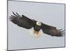 Bald Eagle Flying with Full Wingspread, Homer, Alaska, USA-Arthur Morris-Mounted Premium Photographic Print