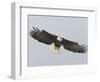 Bald Eagle Flying with Full Wingspread, Homer, Alaska, USA-Arthur Morris-Framed Photographic Print