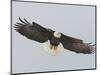 Bald Eagle Flying with Full Wingspread, Homer, Alaska, USA-Arthur Morris-Mounted Photographic Print