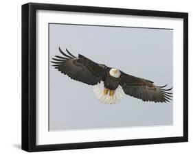 Bald Eagle Flying with Full Wingspread, Homer, Alaska, USA-Arthur Morris-Framed Photographic Print