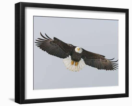 Bald Eagle Flying with Full Wingspread, Homer, Alaska, USA-Arthur Morris-Framed Photographic Print