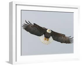 Bald Eagle Flying with Full Wingspread, Homer, Alaska, USA-Arthur Morris-Framed Photographic Print