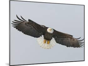 Bald Eagle Flying with Full Wingspread, Homer, Alaska, USA-Arthur Morris-Mounted Photographic Print
