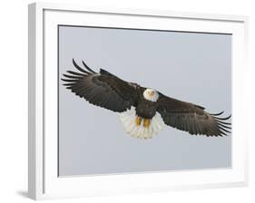 Bald Eagle Flying with Full Wingspread, Homer, Alaska, USA-Arthur Morris-Framed Photographic Print