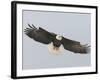 Bald Eagle Flying with Full Wingspread, Homer, Alaska, USA-Arthur Morris-Framed Photographic Print