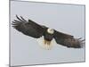 Bald Eagle Flying with Full Wingspread, Homer, Alaska, USA-Arthur Morris-Mounted Photographic Print