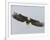 Bald Eagle Flying with Full Wingspread, Homer, Alaska, USA-Arthur Morris-Framed Photographic Print