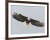 Bald Eagle Flying with Full Wingspread, Homer, Alaska, USA-Arthur Morris-Framed Photographic Print