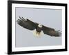 Bald Eagle Flying with Full Wingspread, Homer, Alaska, USA-Arthur Morris-Framed Photographic Print