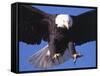 Bald Eagle Flying-Lynn M^ Stone-Framed Stretched Canvas