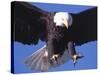 Bald Eagle Flying-Lynn M^ Stone-Stretched Canvas