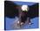 Bald Eagle Flying-Lynn M^ Stone-Stretched Canvas