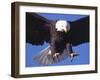 Bald Eagle Flying-Lynn M^ Stone-Framed Premium Photographic Print