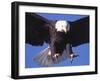 Bald Eagle Flying-Lynn M^ Stone-Framed Premium Photographic Print