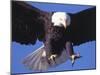 Bald Eagle Flying-Lynn M^ Stone-Mounted Premium Photographic Print