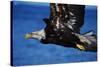 Bald Eagle Flying-W. Perry Conway-Stretched Canvas