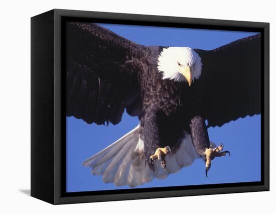 Bald Eagle Flying-Lynn M^ Stone-Framed Stretched Canvas