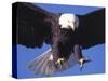 Bald Eagle Flying-Lynn M^ Stone-Stretched Canvas