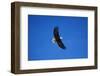 Bald Eagle Flying-W. Perry Conway-Framed Photographic Print