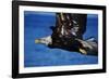 Bald Eagle Flying-W. Perry Conway-Framed Photographic Print