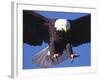 Bald Eagle Flying-Lynn M^ Stone-Framed Photographic Print