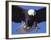 Bald Eagle Flying-Lynn M^ Stone-Framed Photographic Print