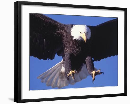 Bald Eagle Flying-Lynn M^ Stone-Framed Photographic Print