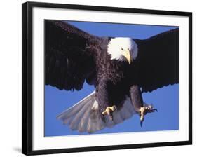 Bald Eagle Flying-Lynn M^ Stone-Framed Photographic Print