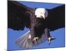 Bald Eagle Flying-Lynn M^ Stone-Mounted Photographic Print