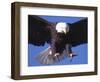 Bald Eagle Flying-Lynn M^ Stone-Framed Photographic Print