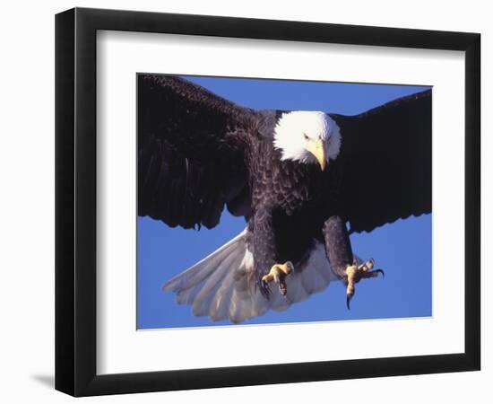 Bald Eagle Flying-Lynn M^ Stone-Framed Photographic Print