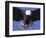 Bald Eagle Flying-Lynn M^ Stone-Framed Photographic Print