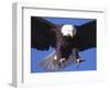 Bald Eagle Flying-Lynn M^ Stone-Framed Photographic Print