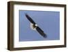 Bald Eagle flying-Ken Archer-Framed Photographic Print