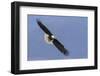 Bald Eagle flying-Ken Archer-Framed Photographic Print