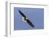 Bald Eagle flying-Ken Archer-Framed Photographic Print