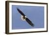 Bald Eagle flying-Ken Archer-Framed Photographic Print