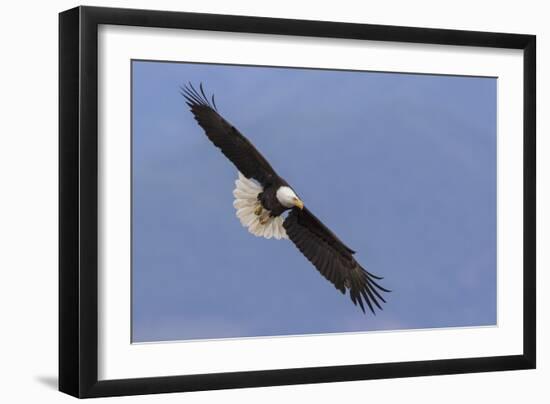 Bald Eagle flying-Ken Archer-Framed Photographic Print