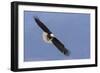 Bald Eagle flying-Ken Archer-Framed Photographic Print