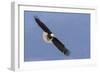 Bald Eagle flying-Ken Archer-Framed Photographic Print