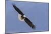 Bald Eagle flying-Ken Archer-Mounted Photographic Print